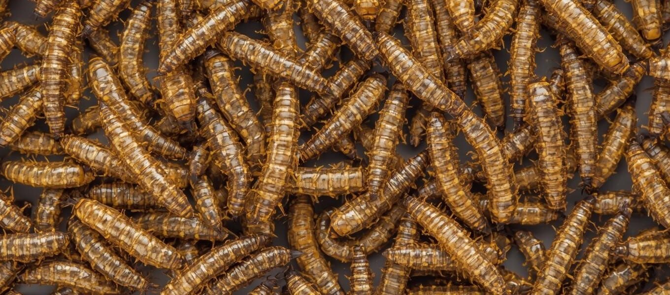 tenébrio, proteína sustentável,